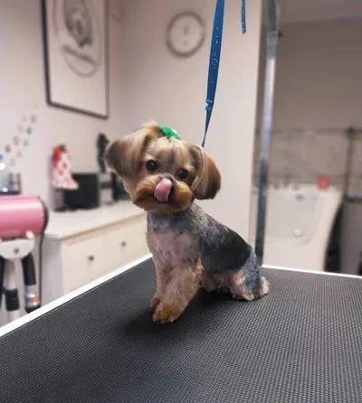 Black&White psi fryzjer